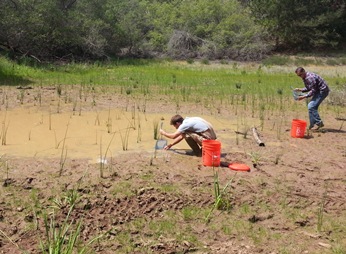Figure 2: Emergency salvage effort, spring 2015. Photo by Diane Kodama Photo: Emergency salvage, spring 2015