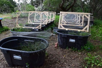 Figure 4: SCLTS rearing tanks. Photo by Diane Kodama Photo: SCLTS rearing tanks