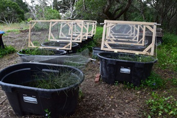 Photo: SCLTS rearing tanks