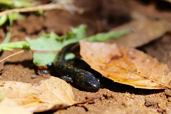 Figure 5: Juvenile SCLTS observed in winter 2015. Photo by Robyn Boothby Photo: Juvenile SCLTS observed winter, 2015