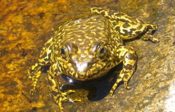 Figure 1. Adult Sierra Nevada Yellow-legged frog. Photo by Jim Erdman