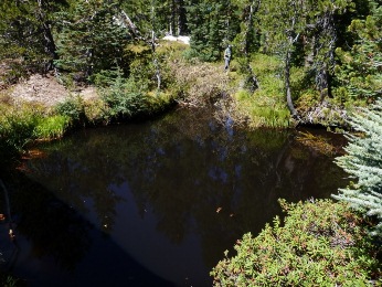 Photo: Black water pool in Devils Hole lake outle