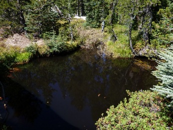 Figure 6: Black water pool in Devils Hole lake outlet Photo: Black water pool in Devils Hole lake outle