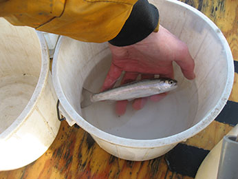 steelhead steelhead