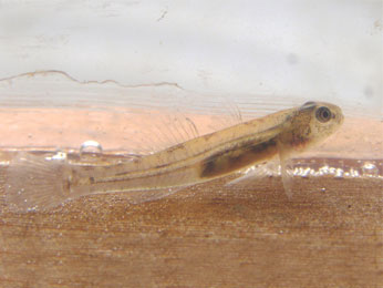tidewater goby tidewater goby