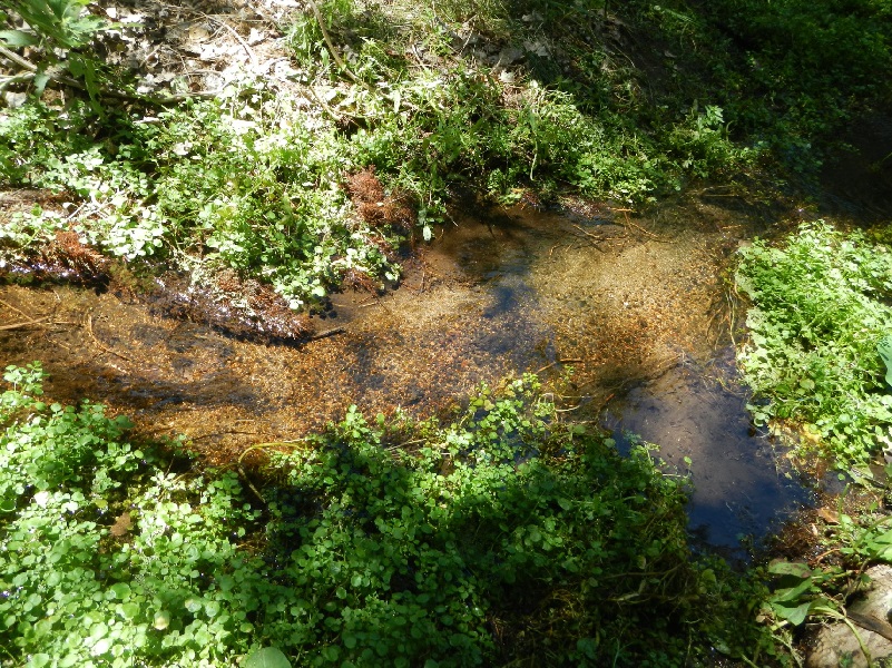 Photograph of stream habitat at San Felipe Creek.