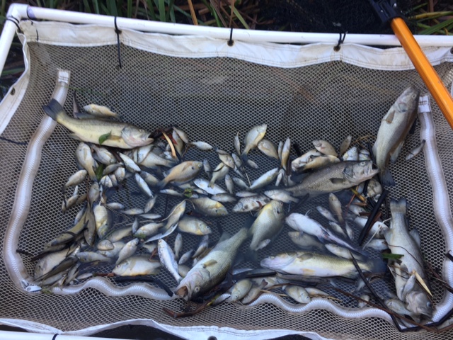 dead fish collected in a net following low dissolved oxygen levels at salt Slough, San Joaquin River on November 7, 2016