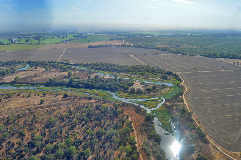 Aerial photo of large amounts of water hyacinth growing on the San Joaquin River at the confluence of the Tuolumne