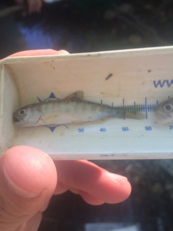 Chinook salmon mortality_Site-4 Chinook salmon mortality_Site-4
