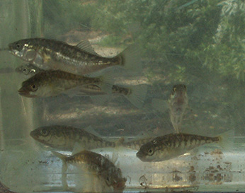  multiple Fishes
