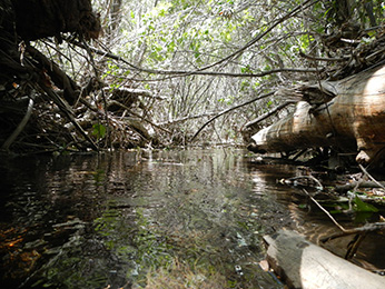 Photo of San francisquito Habitat