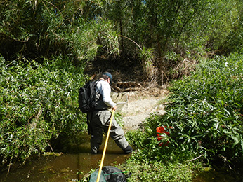 staff using dip nets