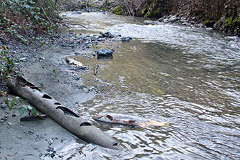 Supply Creek Chinook spawning site
