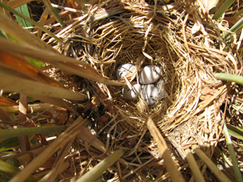 Tricolored Blackbird nest in a triticale grain field- Click to enlarge image in new window