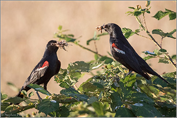 tricolored blackbird with insect prey for nestlings - Click to enlarge image in new window