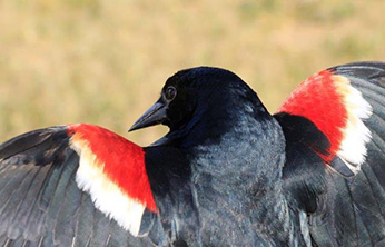 close up of male tricolored blackbird - Click to enlarge image in new window