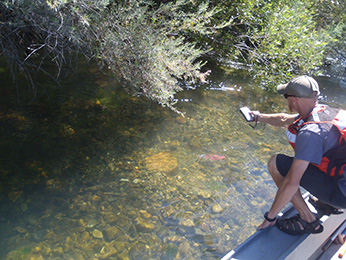 Crews monitoring a winter-run Chinook salmon redd in shallow water after a flow reduction on the Sacramento River