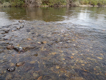 Example of a winter-run Chinook salmon redd nearly dewatered after flow reductions in the Sacramento River. Redd modification would remove just enough substrate to allow water flow over top of redd after any further flow reductions Example of a winter-run Chinook salmon redd nearly dewatered after flow reductions in the Sacramento River. Redd modification would remove just enough substrate to allow water flow over top of redd after any further flow reductions