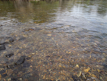 Example of a winter-run Chinook salmon redd after redd modification. Some upper substrate has been removed (see Figure 3 for comparison) and water will continue to flow over redd after a flow reduction. Example of a winter-run Chinook salmon redd after redd modification. Some upper substrate has been removed (see Figure 3 for comparison) and water will continue to flow over redd after a flow reduction.