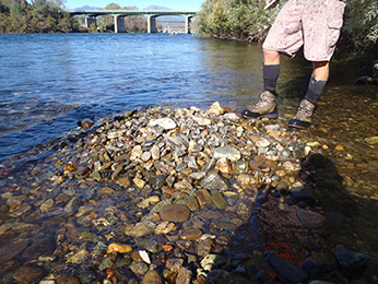 Example of a winter-run Chinook salmon redd dewatered after flow reductions in the Sacramento River in 2013. Note that redd modifications were made to avoid similar situations in 2014. Example of a winter-run Chinook salmon redd dewatered after flow reductions in the Sacramento River in 2013. Note that redd modifications were made to avoid similar situations in 2014.