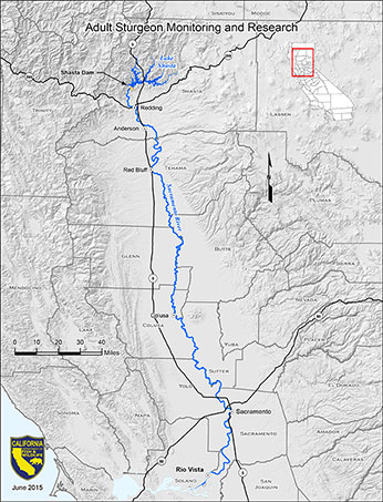Adult Sturgeon Monitoring and Research Map