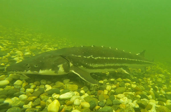 green sturgeon at bottom of river