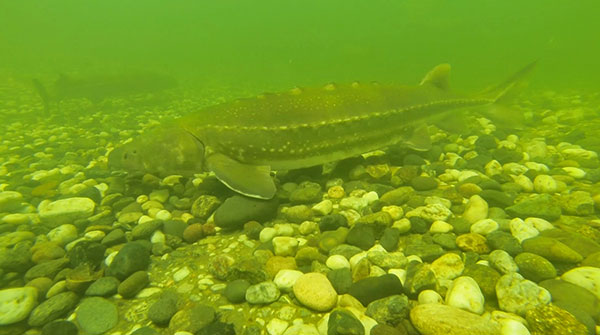 white sturgeon at bottom of river