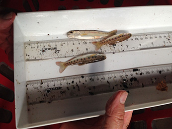 Juvenile steelhead. Photo: CDFW