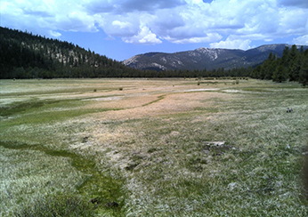 FVolcano Meadow on June 11, 2014.  Photo: CDFW