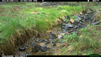 Photo from trail camera documenting flow near endpoint of Volcanic Creek in June 2014.  Photo: CDFW.