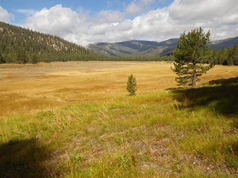 Volcano Meadow