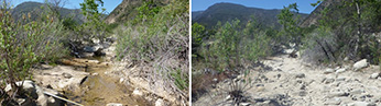 Upper Matilija Creek - Click to enlarge image in new window Upper Matilija Creek - Click to enlarge image in new window
