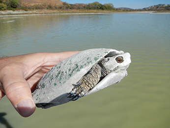 Encrusted Turtle