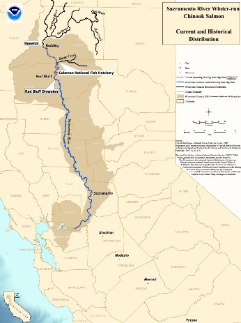 Map showing current and historical winter-run habitat on the Sacramento River - link to enlarged image in new window