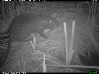 The dark ear and lighter fur underneath help distinguish nutria from other mammals, particularly in night photos. CDFW photo.