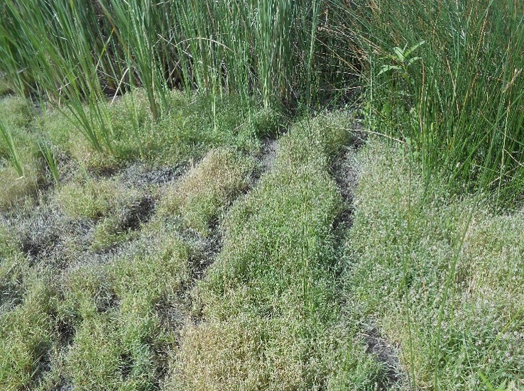 Nutria runs in grass of wetland