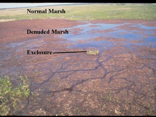 Aerial photo of normal and damaged marsh