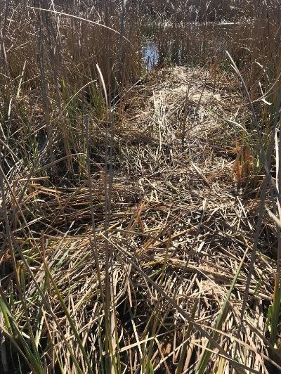 Cut and dried cattails piled in marsh