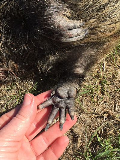 Nutria front foot showing the 5th residual toe, which is not visible in nutria tracks. CDFW photo.