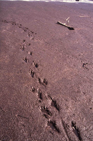 Nutria tracks and tail drag in mud