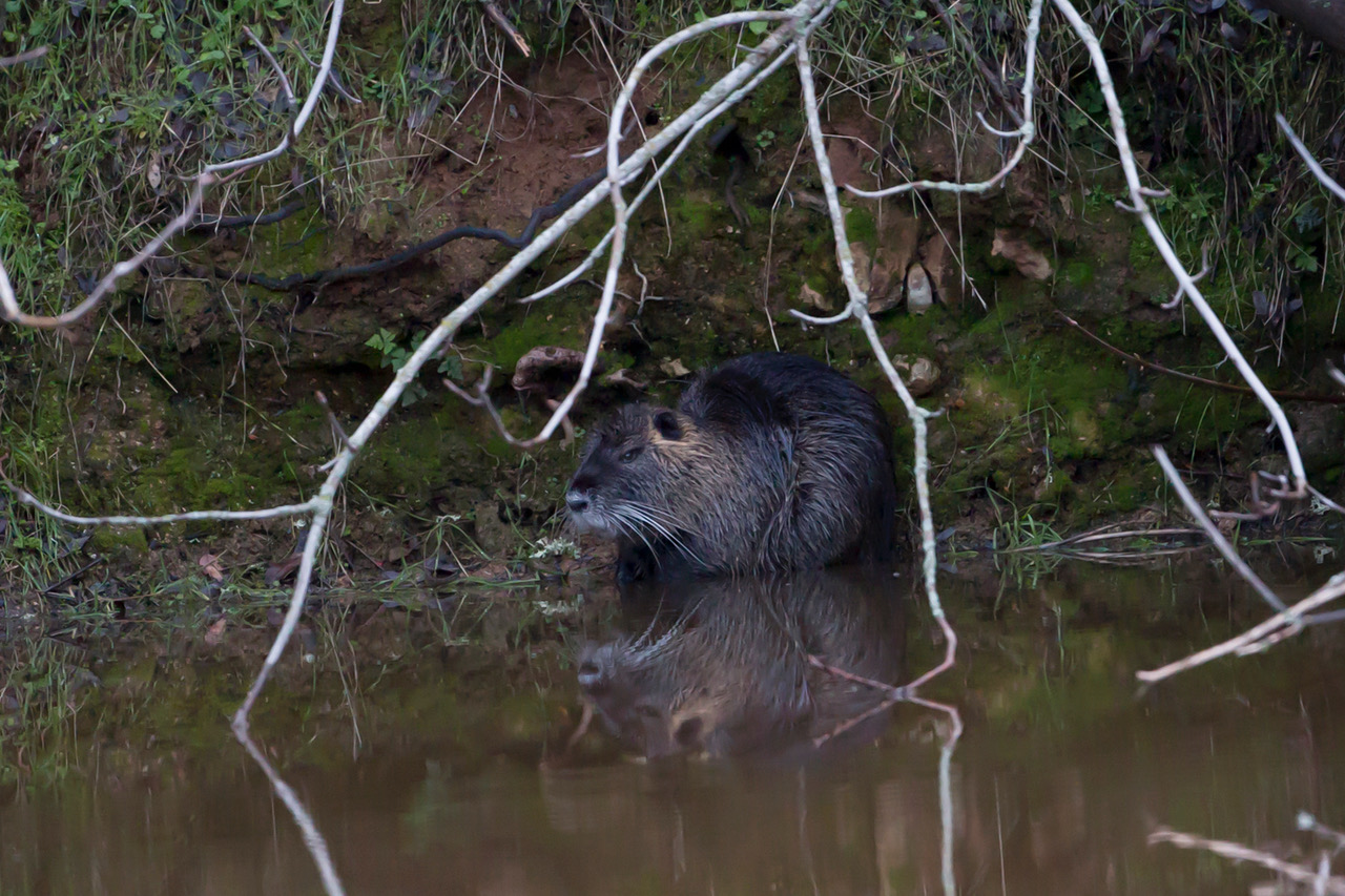 Adult nutria in Tuolumne County, 2017. Photo courtesy of Peggy Sells.