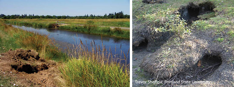 holes dug sideways into waterway banks