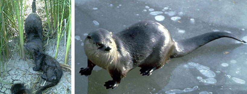 juvenile river otters in cattails; river otter on ice