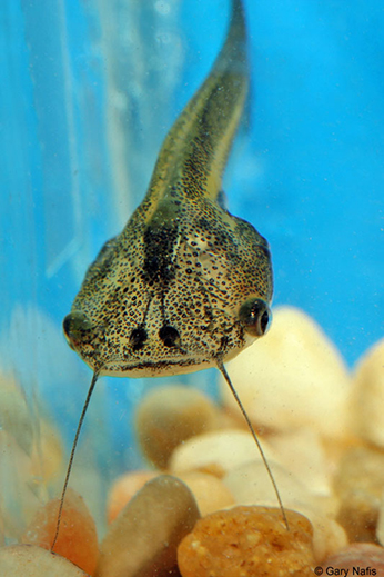African clawed frog tadpole with distinguishing barbels