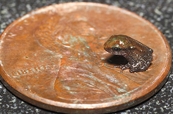 juvenile (froglet) sitting on a penny