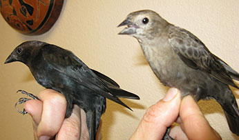 Male (L) and female (R) brown-headed cowbirds