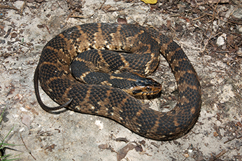 Southern watersnakes