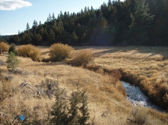 stream flowing through grassy meadow with conifer trees in background