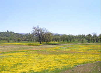 meadow at San Antonio Valley ER