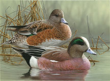 Duck Stamp - 2013